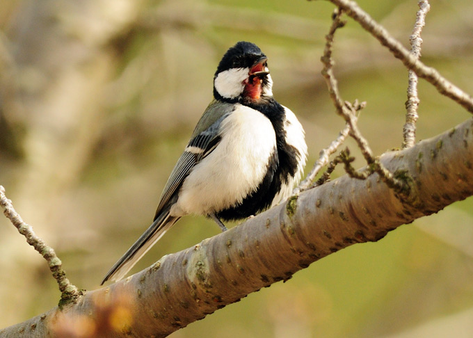 Eastern Great Tit