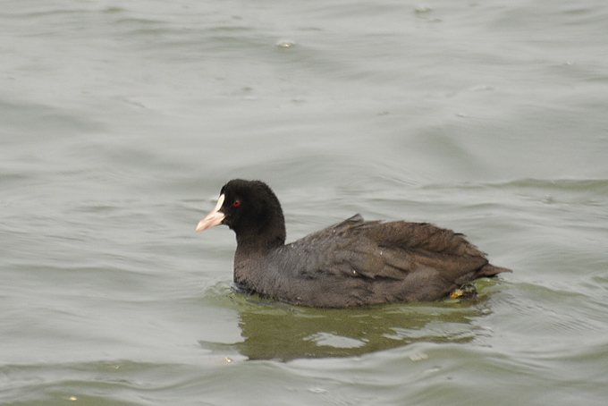 Eurasian Coot