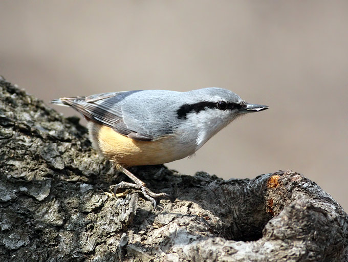 Eurasian Nuthatch