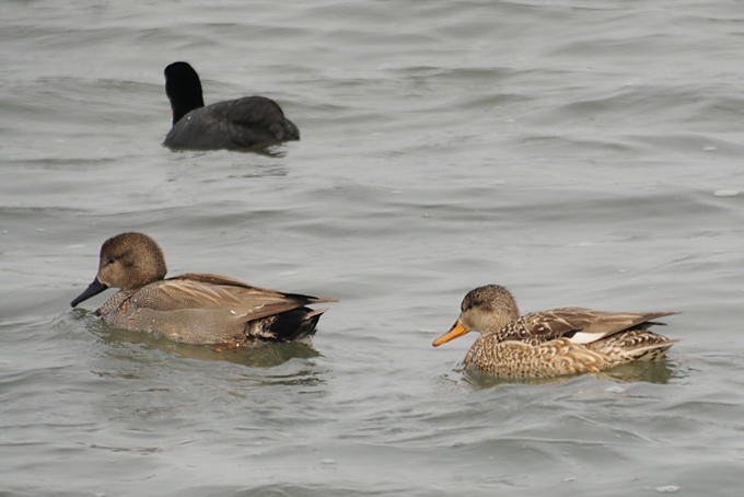 Gadwall