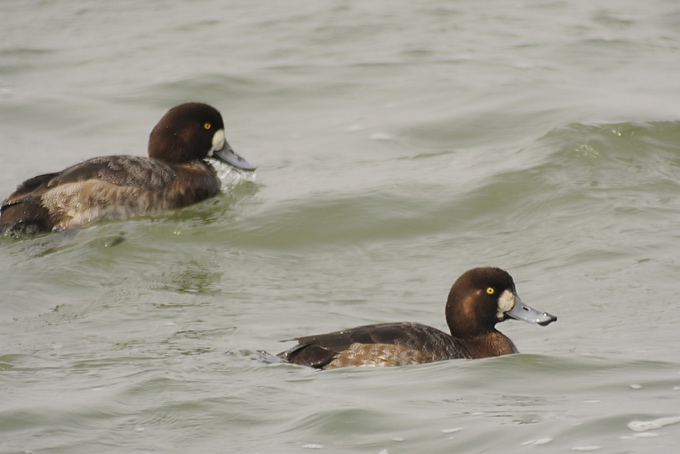 Greater Scaup