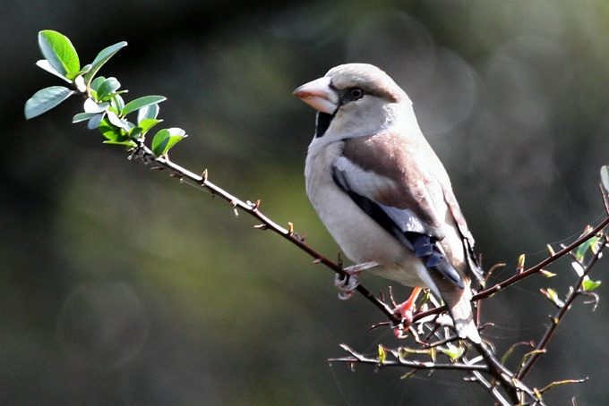 Hawfinch