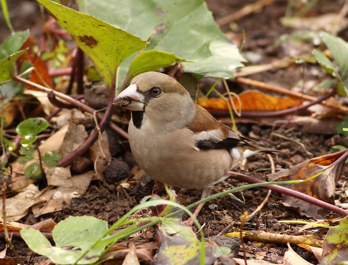 Hawfinch