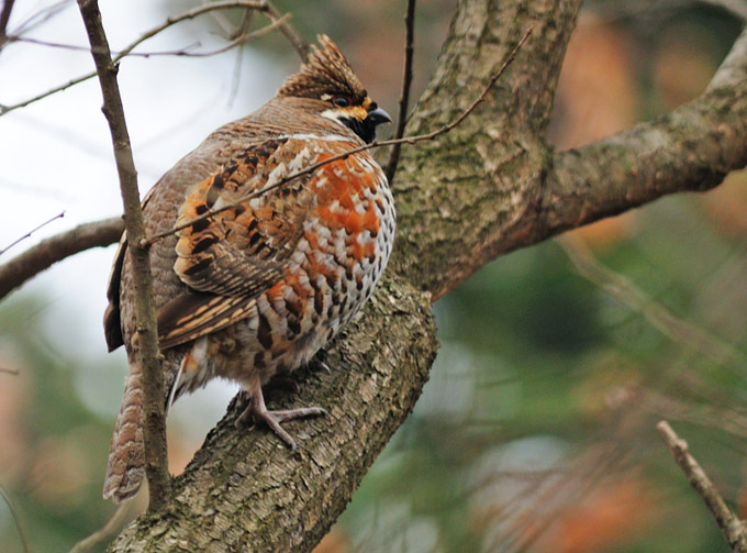 Hazel Grouse