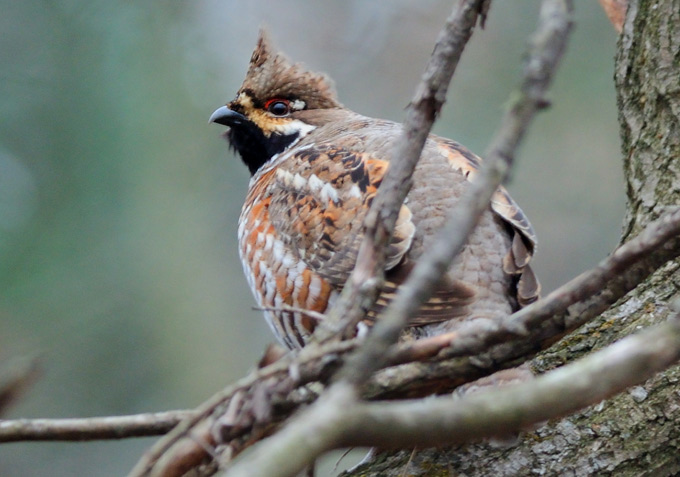 Hazel Grouse
