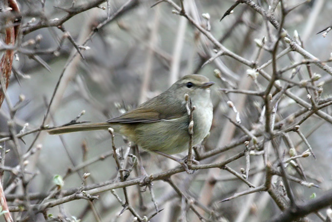 Japanese Bush Warbler