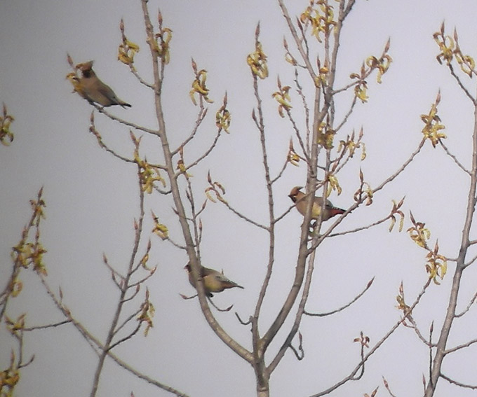 Japanese Waxwing