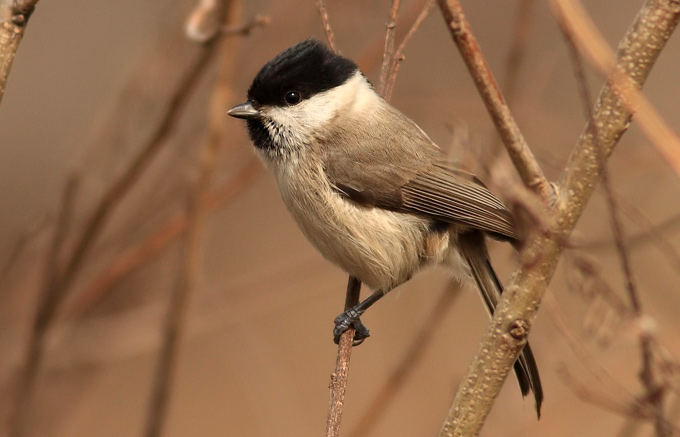 Marsh Tit