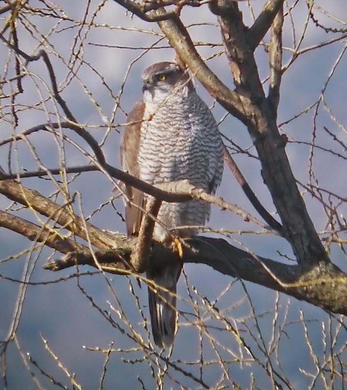 Northern Goshawk