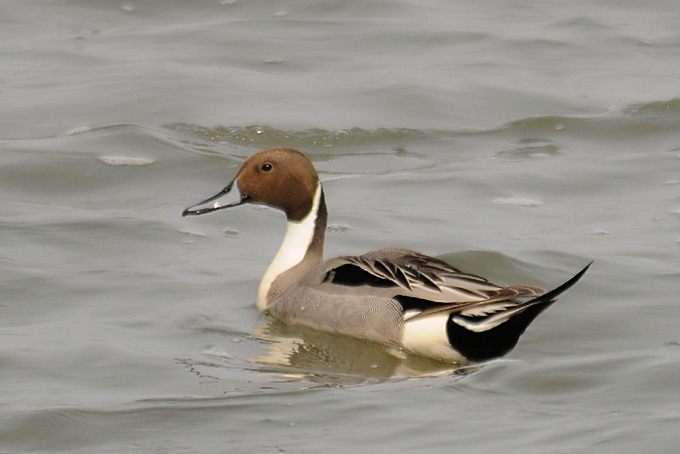 Northern Pintail