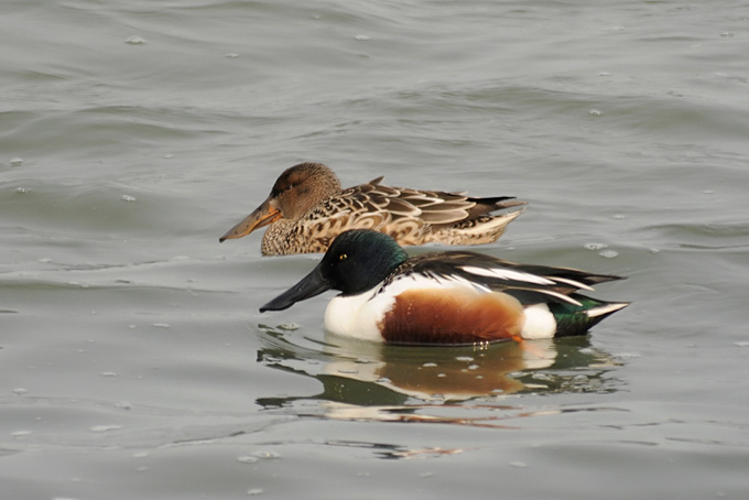 Northern Shoveler