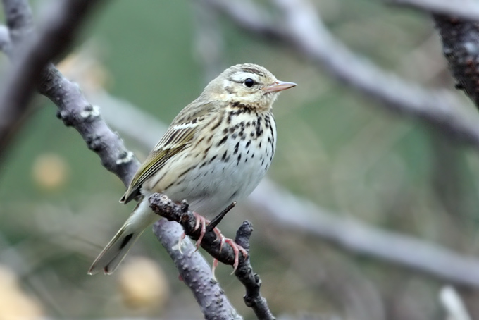 Olive-backed Pipit