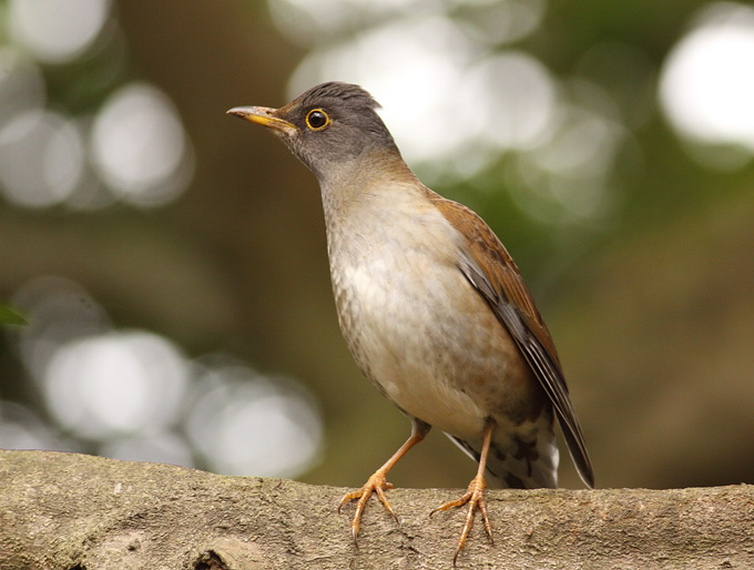 Pale Thrush
