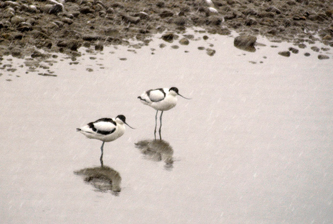 Pied Avocet