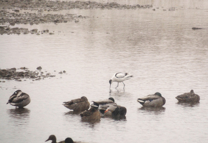 Pied Avocet