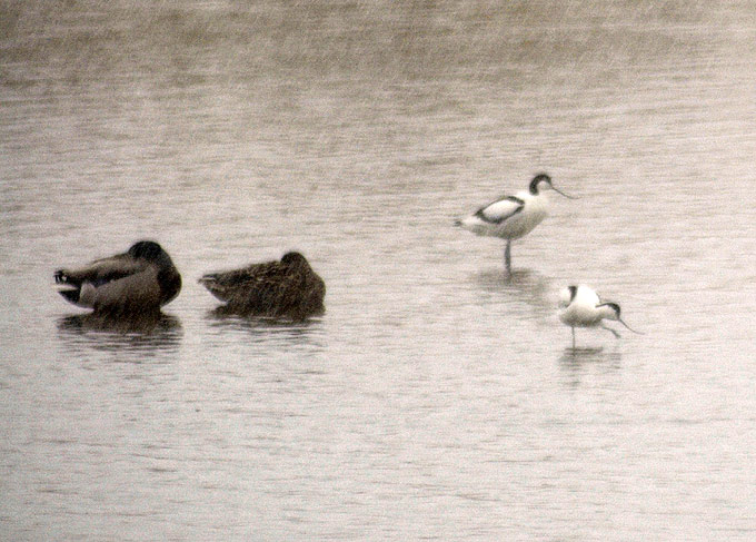 Pied Avocet