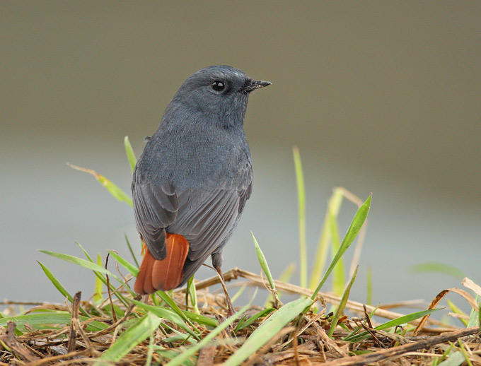Plumbeous Water Redstart