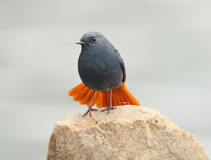 Plumbeous Water Redstart