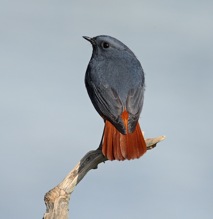 Plumbeous Water Redstart
