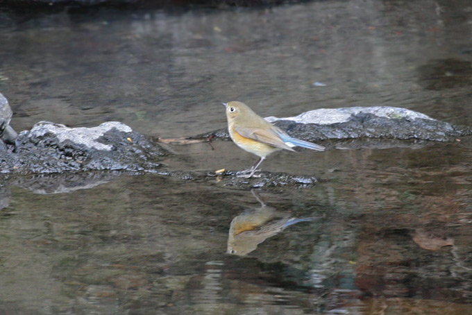 Red-flanked Bluetail