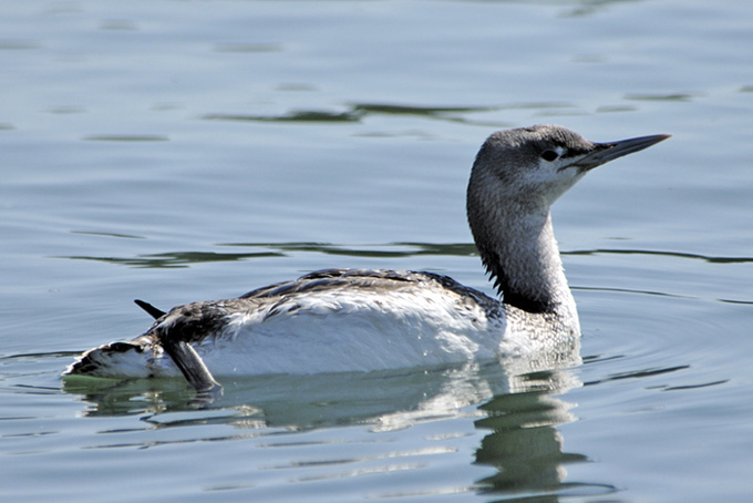 Red-throated Loon