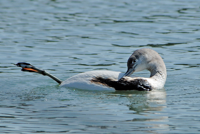 Red-throated Loon