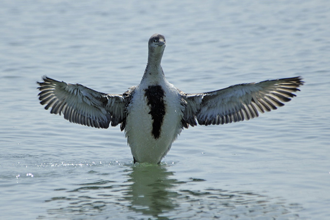 Red-throated Loon