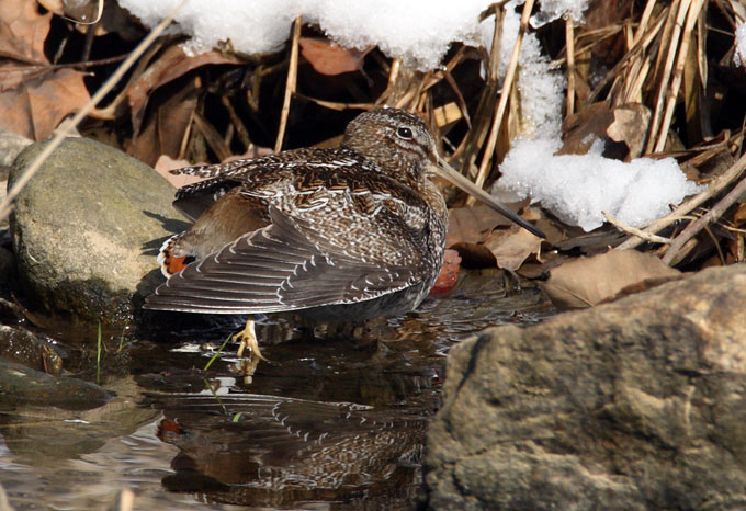 Solitary Snipe