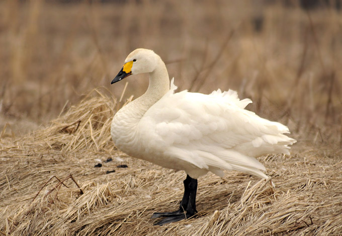 Tundra Swan