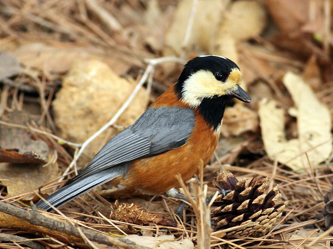 Varied Tit