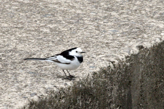 White Wagtail