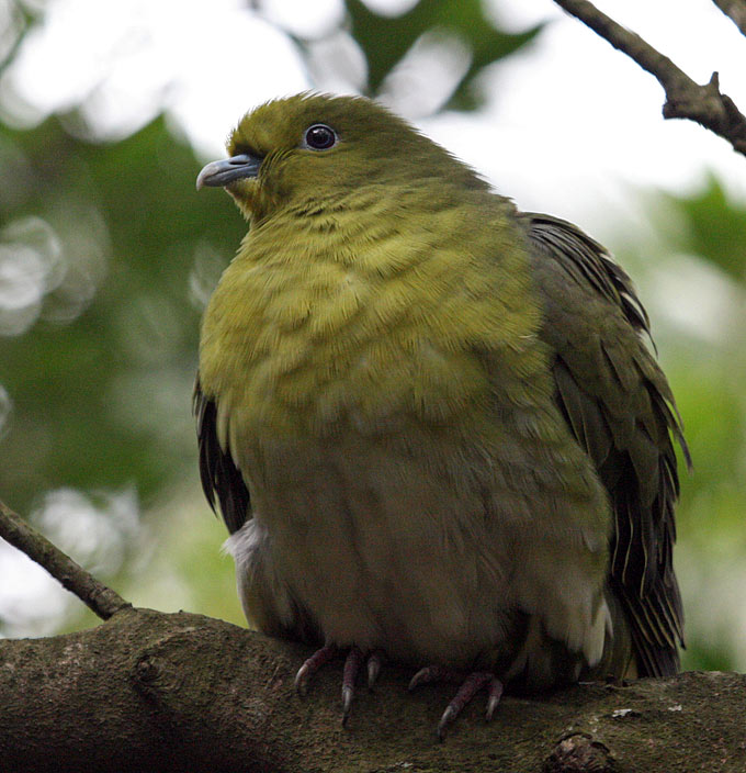 White-bellied Green Pigeon