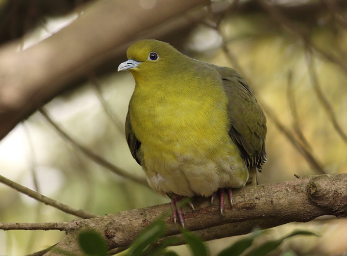 White-bellied Green Pigeon