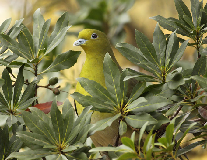 White-bellied Green Pigeon