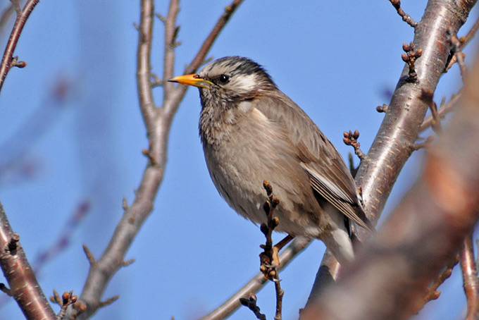 White-cheeked Starling