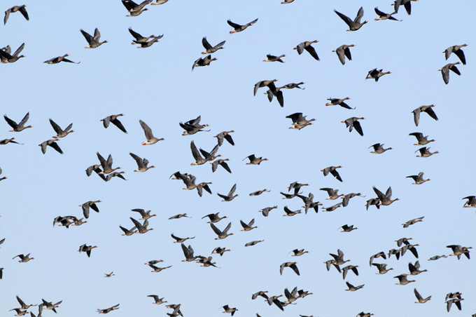 Greater White-fronted Goose