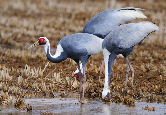 White-naped Crane