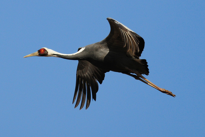 White-naped Crane