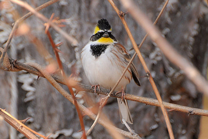 Yellow-throated Bunting