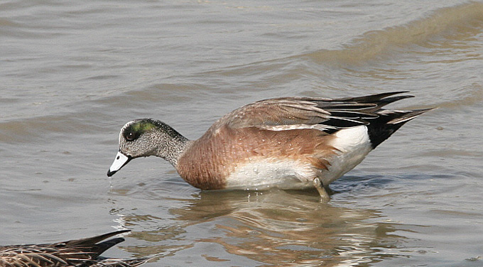 American Wigeon