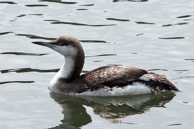 Arctic Loon
