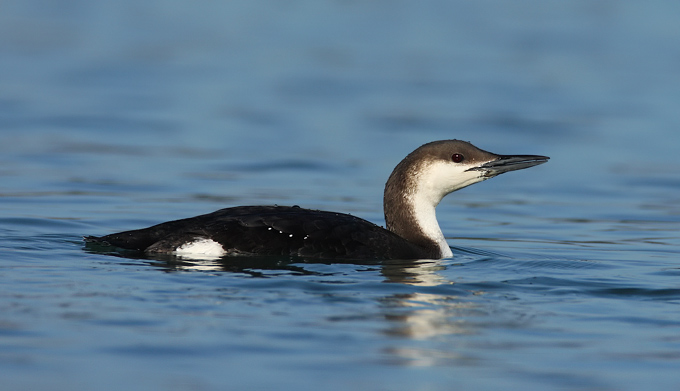 Arctic Loon