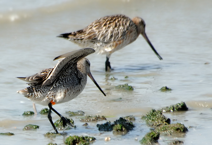 Bar-tailed Godwit