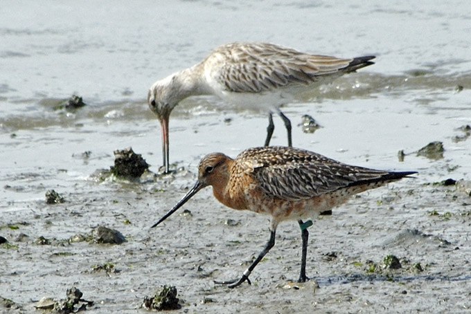 Bar-tailed Godwit