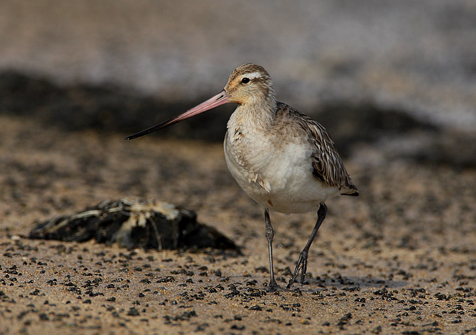 Bar-tailed Godwit