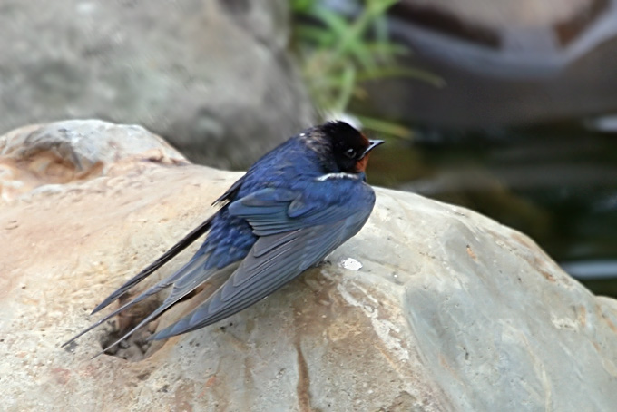 Barn Swallow