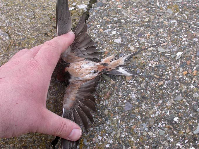 Barn Swallow
