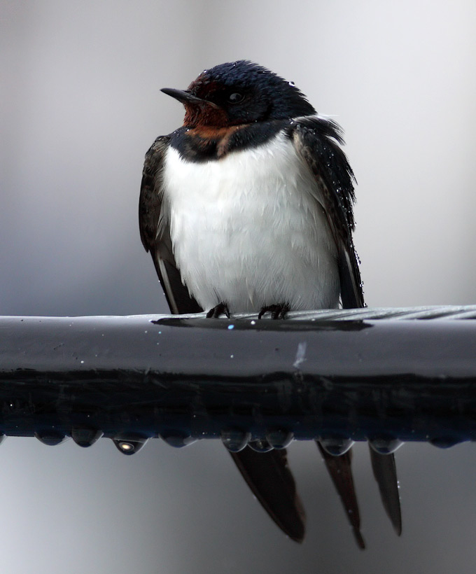 Barn Swallow