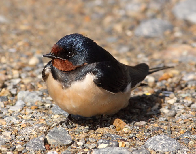 Barn Swallow
