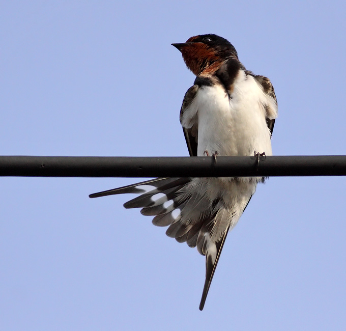 Barn Swallow